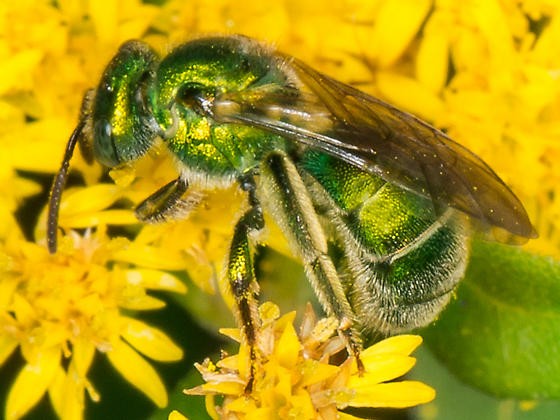 The Story of The Green Bee and Our Society’s Delusions