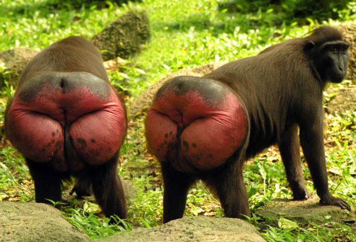 An Aging Husband, Shallow Living and A Baboon’s Vagina