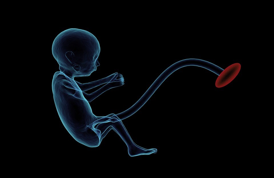What Does Ground up Fetus Meat in Vaccines Have to do With Health and Immunity?