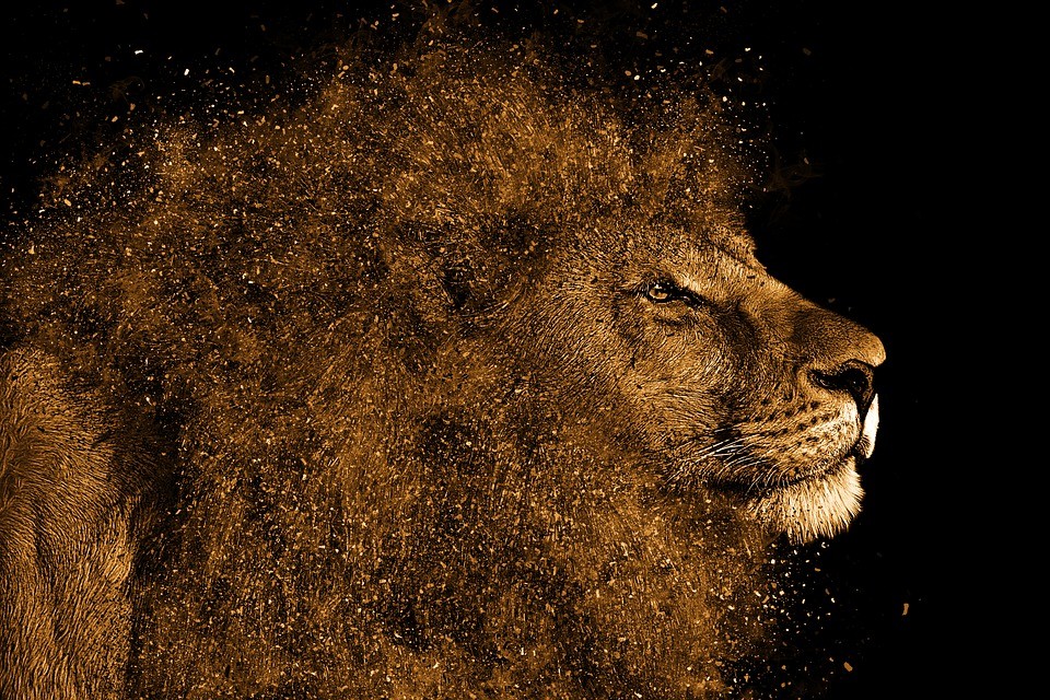 Its Time the Great Male Lion Emerged From His Slumber