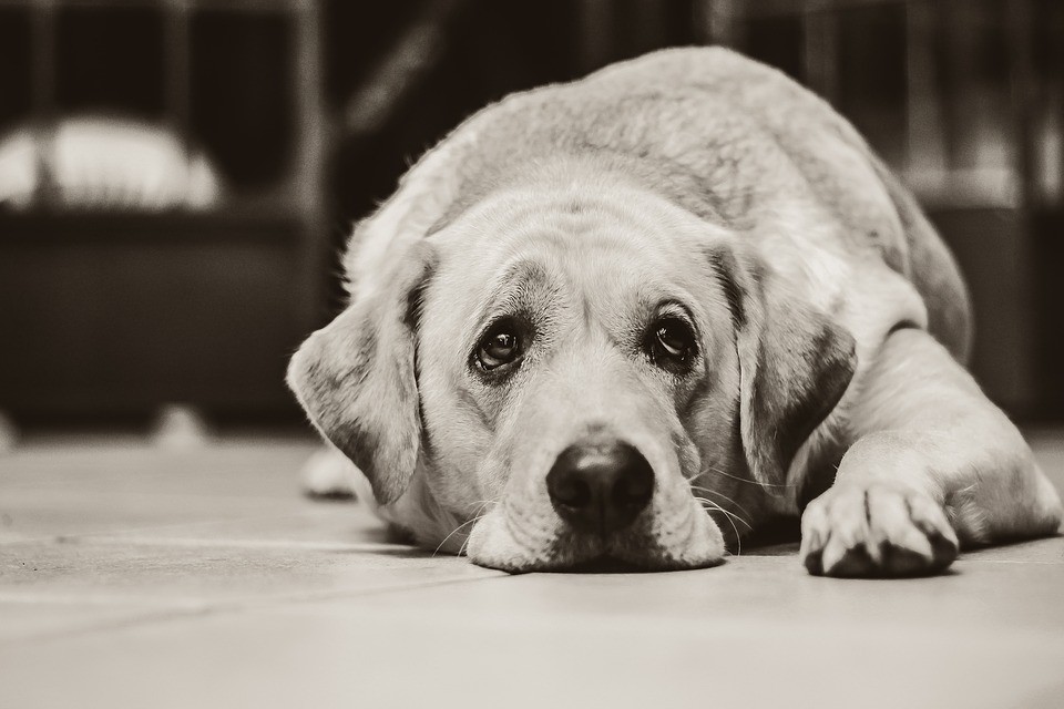 Veterinary Shots Now Given in Tail Providing for Easier Amputation…