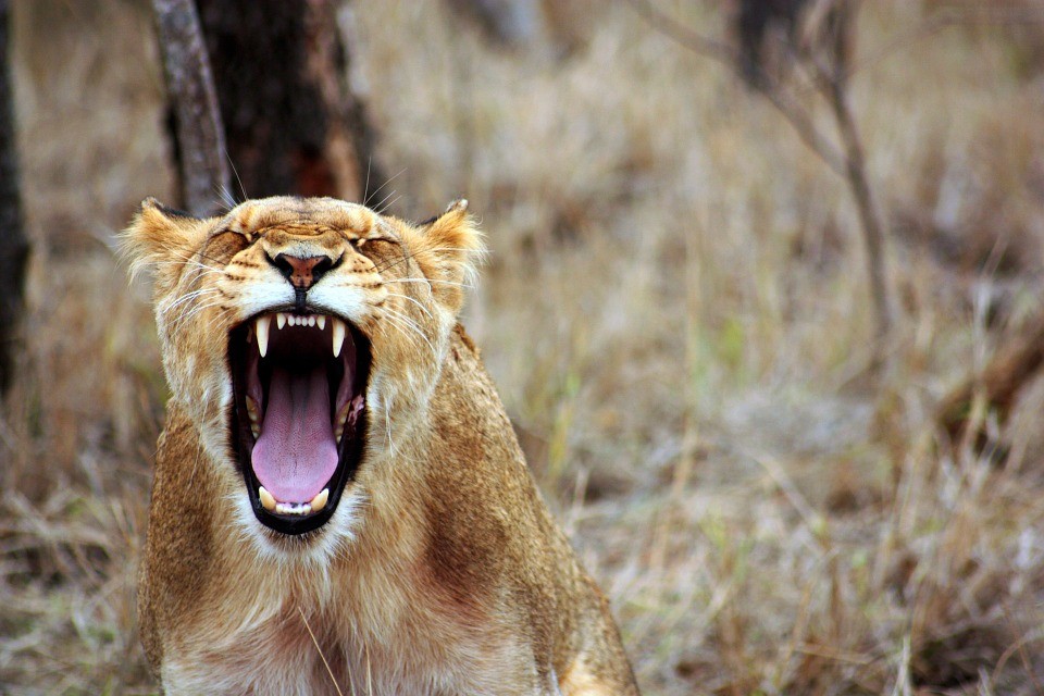 The Role of Anger