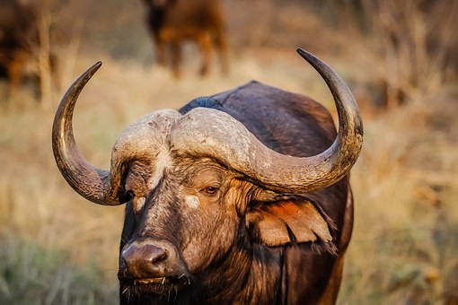 Bull Symbolism and Sacrifice