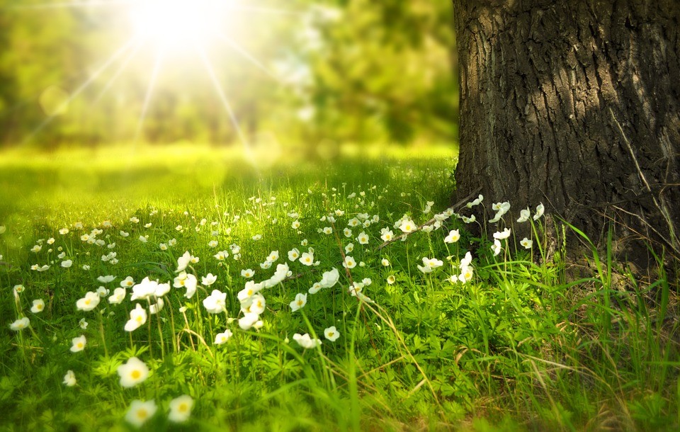 Life and Energy Cycles