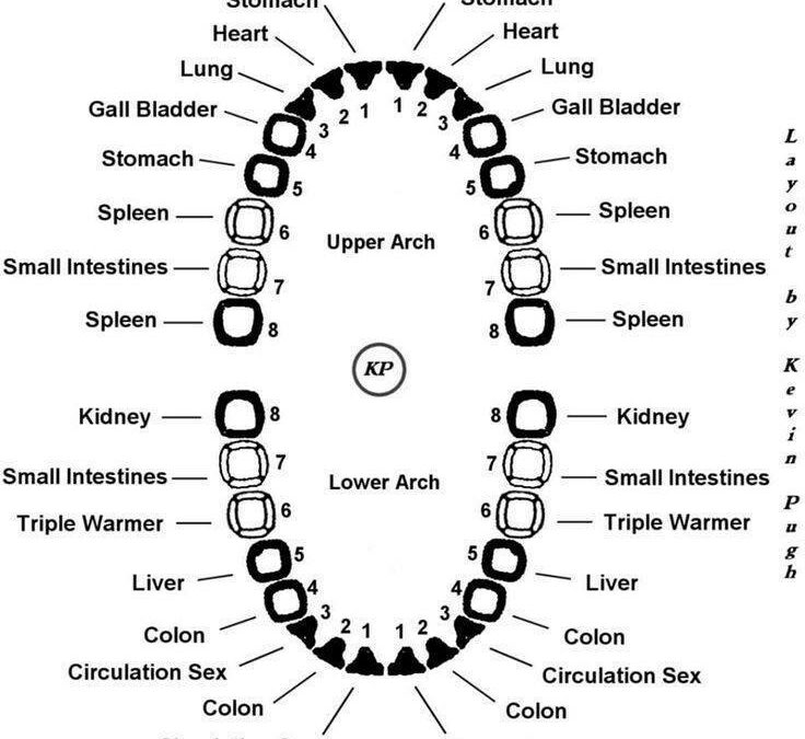 Each Tooth Acts Like a Fuse