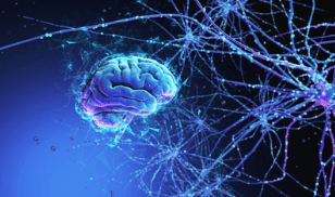 Neurons That Fire Together, Wire Together