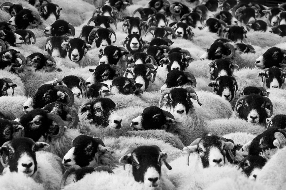 Injecting the Vaccine Poison in Order to Fit into the Dysfunctional Herd