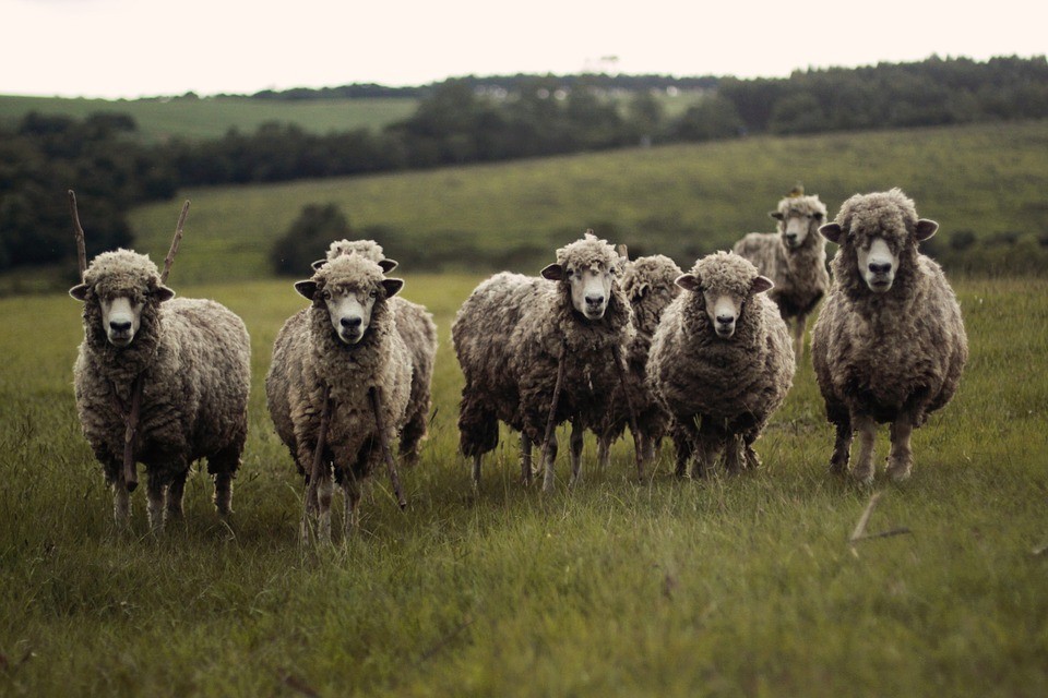 Sheep Hunting Season Starts Very Soon