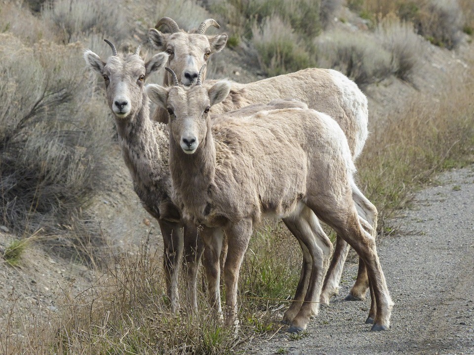 bighorn-sheep-330797_960_720
