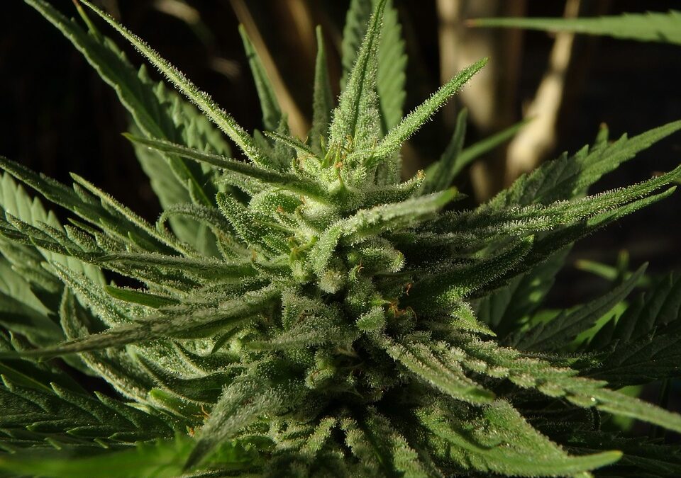 Same Government Encouraging Not to Use Marijuana Begins Selling It