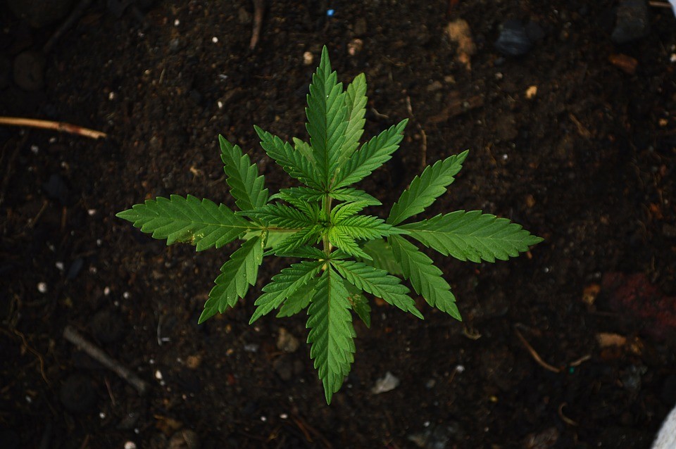 Centralizing Control of the Drug