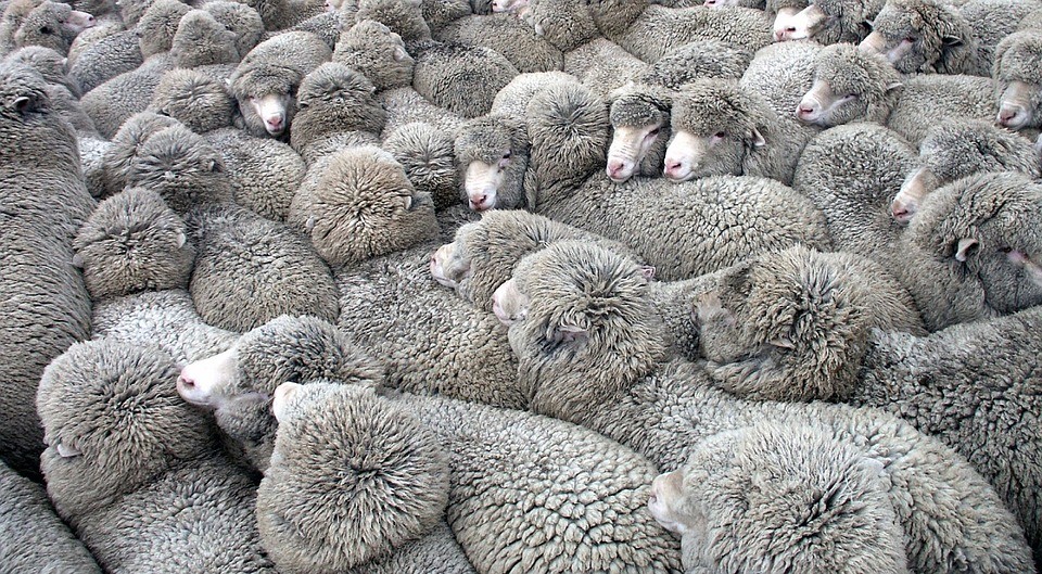 Detriments of Herd Behavior