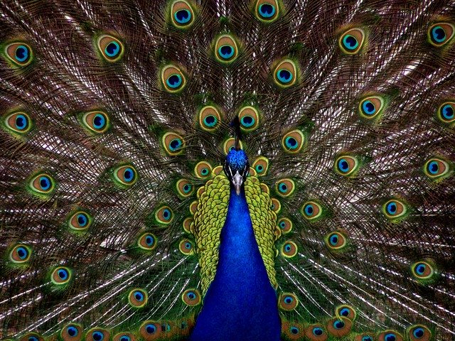 The Self Sabotage Peacock