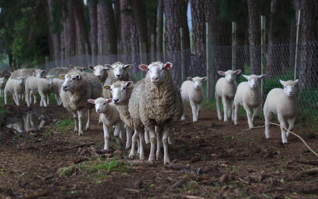 Proof Humans Follow The Herd and Not The Truth